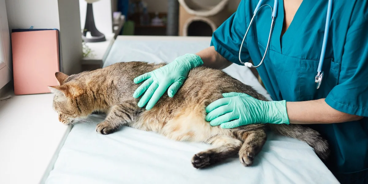 common misconceptions about veterinary surgical staples